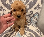 Puppy Caramel Poodle (Toy)