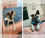 Small #2 Mutt
