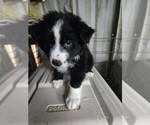 Puppy Puppy Male 1 Australian Shepherd