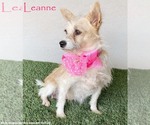 Small Chihuahua Mix
