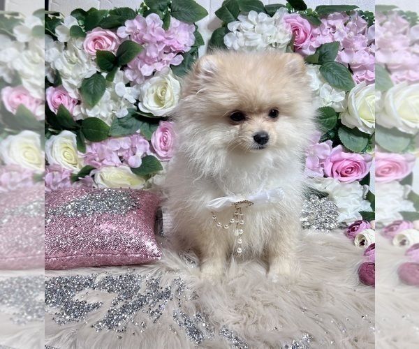 Medium Photo #101 Pomeranian Puppy For Sale in HAYWARD, CA, USA