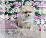 Small Photo #101 Pomeranian Puppy For Sale in HAYWARD, CA, USA