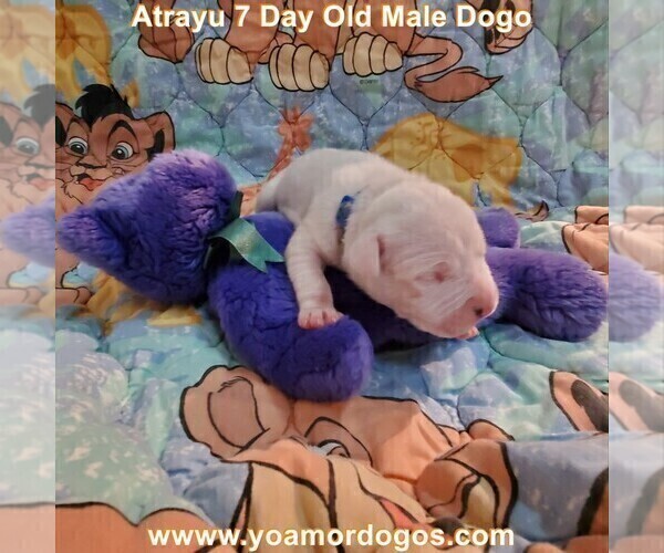 Medium Photo #23 Dogo Argentino Puppy For Sale in JANE, MO, USA