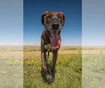Small #19 Great Dane-Labrador Retriever Mix