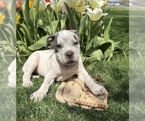 American Bulldog Puppy for sale in MIDDLEBURY, IN, USA