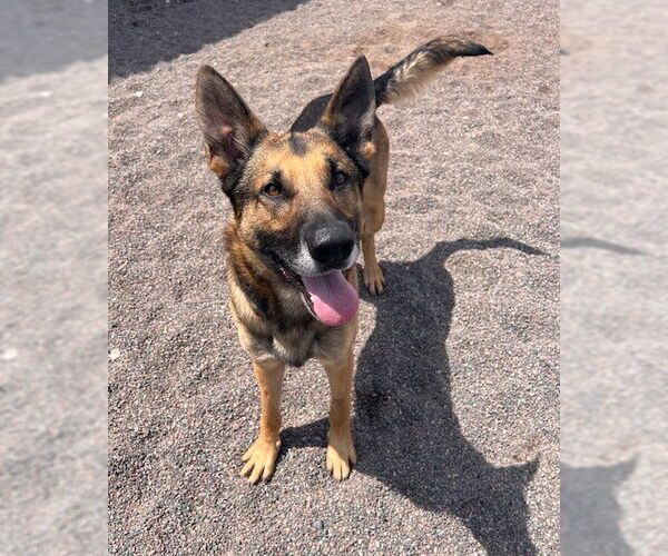 Medium Photo #9 German Shepherd Dog-Unknown Mix Puppy For Sale in Webster, WI, USA