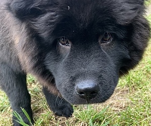 Chow Chow Puppy for Sale in LOS ANGELES, California USA