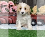 Small #4 Bichpoo-Cavalier King Charles Spaniel Mix