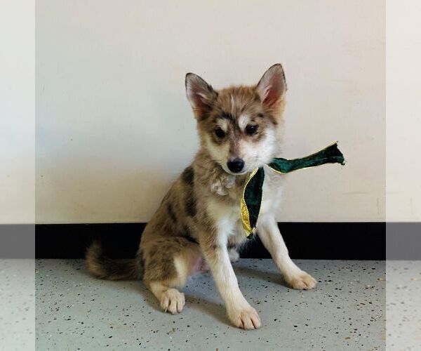 Medium Photo #1 Pomsky Puppy For Sale in GAP, PA, USA
