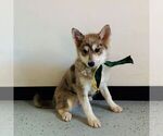 Small Photo #1 Pomsky Puppy For Sale in GAP, PA, USA