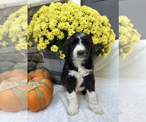 Bordoodle Puppy for sale in NEW HAVEN, IN, USA