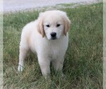 Small #2 Golden Retriever