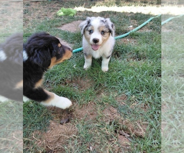 Medium Photo #2 Australian Shepherd Puppy For Sale in SALEM, OR, USA