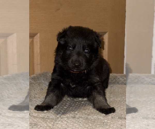 Medium Photo #12 German Shepherd Dog Puppy For Sale in SUMPTER TWP, MI, USA