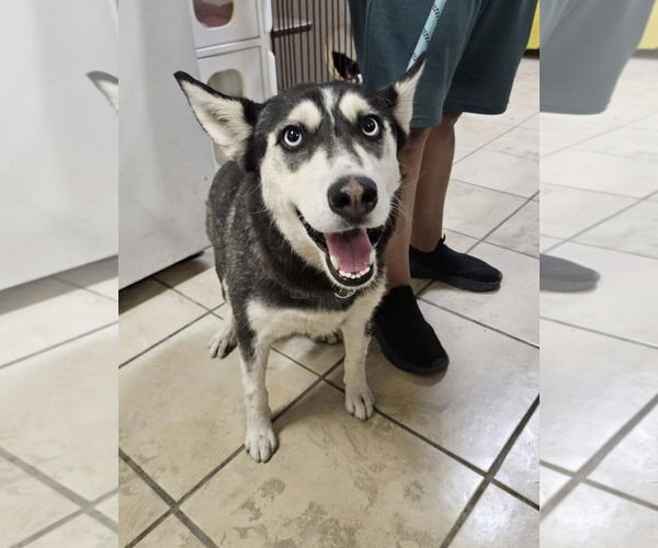 Medium Photo #2 Siberian Husky Puppy For Sale in El Centro, CA, USA