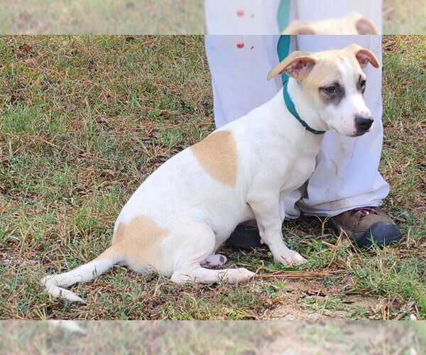 Medium Photo #2 Mutt Puppy For Sale in Wetumpka, AL, USA