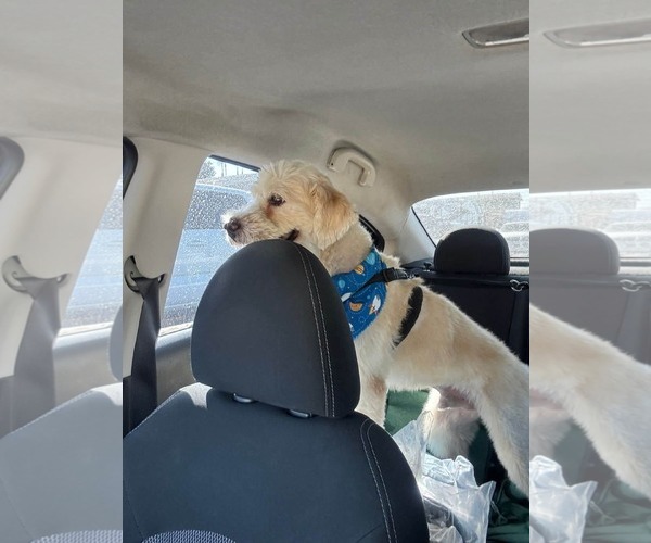 Medium Photo #4 Golden Retriever-Unknown Mix Puppy For Sale in Escondido, CA, USA