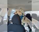 Small #3 Golden Retriever Mix