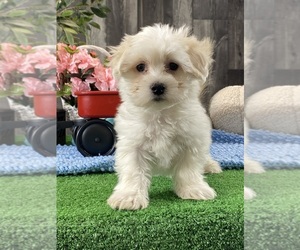 Coton de Tulear Puppy for sale in CANOGA, NY, USA