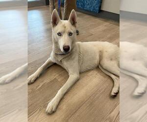 German Shepherd Dog Dogs for adoption in Pearland, TX, USA