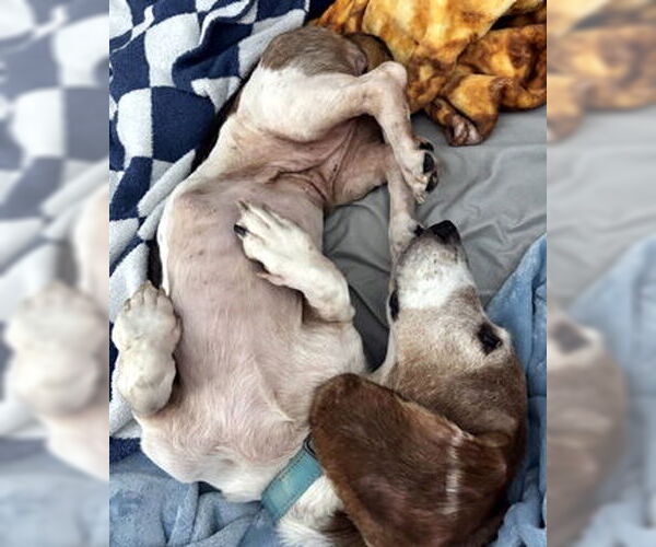 Medium Photo #8 Basset Hound Puppy For Sale in Deepwater, NJ, USA