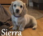 Puppy Sierra Dachshund