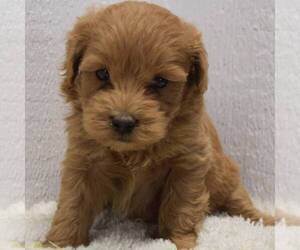Goldendoodle (Miniature) Puppy for sale in SAVANNAH, TN, USA