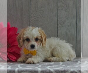 Cavachon-Cavalier King Charles Spaniel Mix Puppy for sale in GORDONVILLE, PA, USA