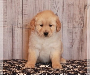 Golden Retriever Puppy for sale in APPLE CREEK, OH, USA