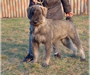 Schnauzer (Giant) Puppy for Sale in Hatvan, Heves Hungary