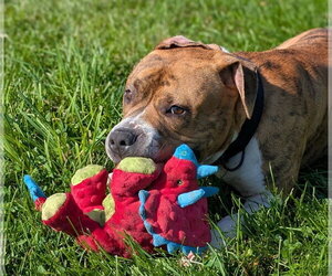 American Pit Bull Terrier-Unknown Mix Dogs for adoption in Kewanee, IL, USA