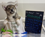 Small Photo #5 Pomsky-Shiba Inu Mix Puppy For Sale in NASHUA, NH, USA