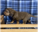 Small Photo #5 Bloodhound Puppy For Sale in FORT MORGAN, CO, USA