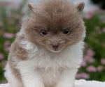 Small #3 Pomeranian