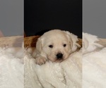 Puppy 3 English Cream Golden Retriever-Goldendoodle Mix