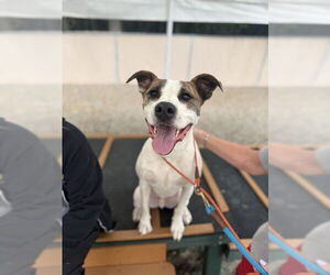 American Pit Bull Terrier-Unknown Mix Dogs for adoption in Palmetto, FL, USA