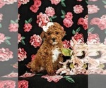 Small Photo #1 Poodle (Toy) Puppy For Sale in QUARRYVILLE, PA, USA