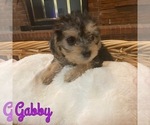 Puppy Gabby Cock-A-Poo-Yorkshire Terrier Mix