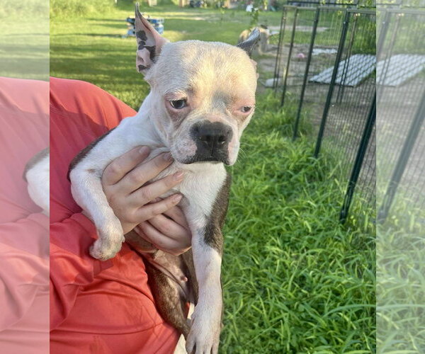 Medium Photo #3 Boston Terrier Puppy For Sale in Dumont, NJ, USA