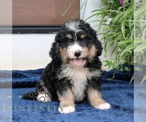 Bernedoodle (Miniature) Puppy for sale in NARVON, PA, USA