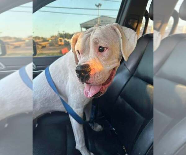 Medium Photo #2 Boxer Puppy For Sale in Dumont, NJ, USA