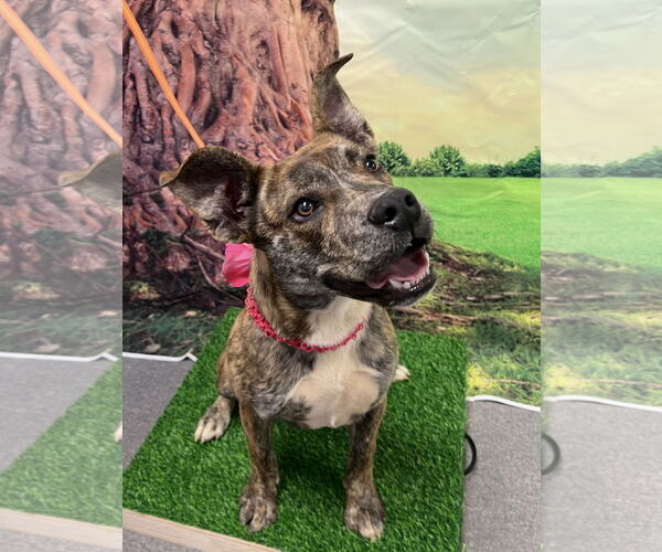 Medium Photo #3 Mutt Puppy For Sale in Euless, TX, USA