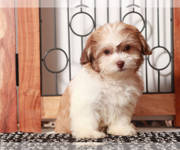 Medium Photo #1 Zuchon Puppy For Sale in NAPLES, FL, USA