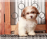 Image preview for Ad Listing. Nickname: Bonnie