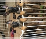 Small Photo #21 Belgian Malinois Puppy For Sale in HARKER HEIGHTS, TX, USA