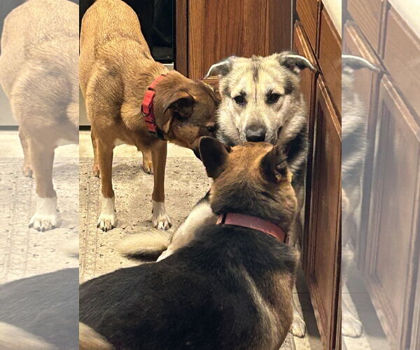 Medium Photo #4 Anatolian Shepherd-German Shepherd Dog Mix Puppy For Sale in Chandler, AZ, USA