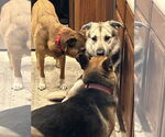 Small #3 Anatolian Shepherd-German Shepherd Dog Mix