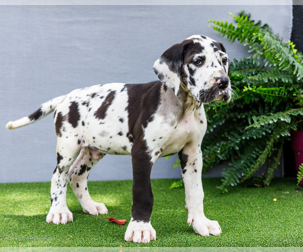 Medium Photo #5 Great Dane Puppy For Sale in WAKARUSA, IN, USA