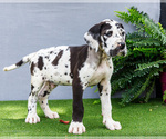 Small Photo #13 Great Dane Puppy For Sale in WAKARUSA, IN, USA