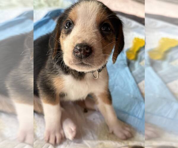 Medium Photo #13 Mutt Puppy For Sale in Roxboro, NC, USA